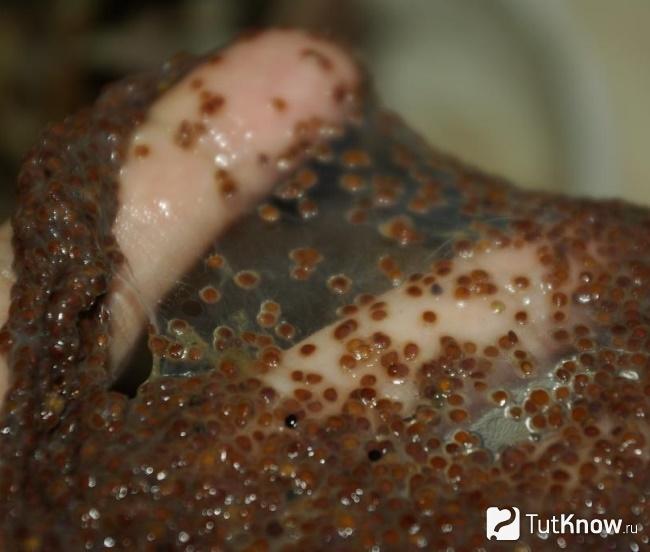 Коллагеновая маска из семян водорослей