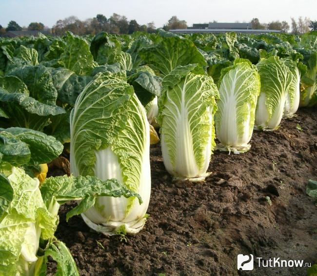 Выращивание пекинской капусты