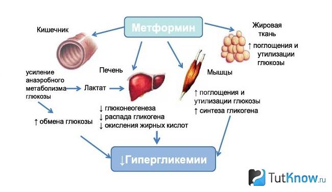 Схема работы Метформина
