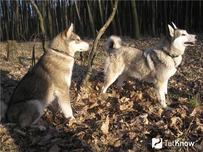 Две восточносибирских лайки