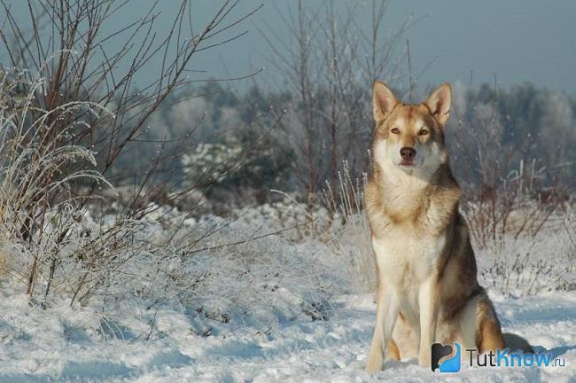 Волчья собака Сарлоса сидит