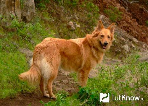 Внешний вид гарафийской овчарки