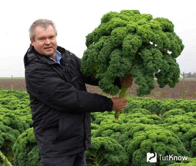 Овощ капуста кале