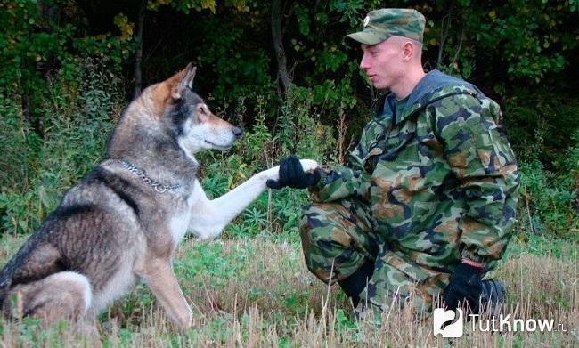 Пермский волкособ с хозяином