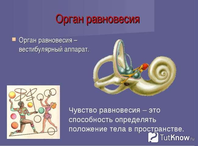 Внешний вид вестибулярного аппарата