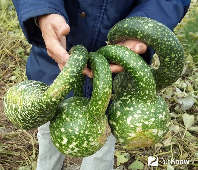 Музыкальная тыква лагенария