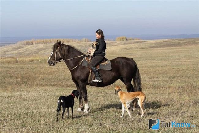 Хортая борзая возле всадника