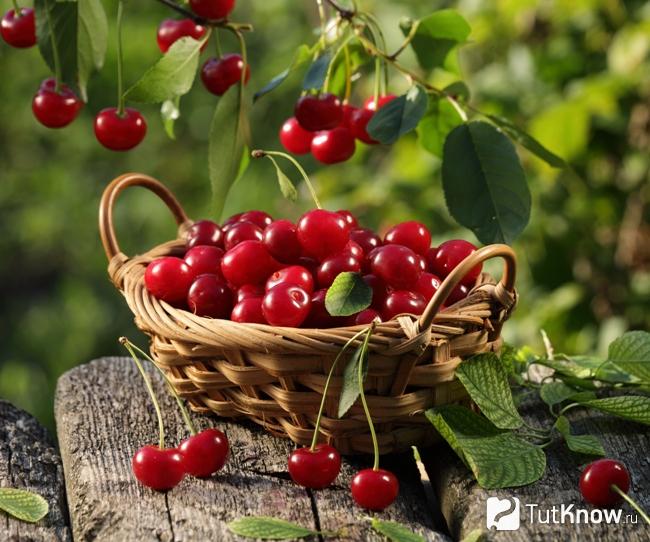 Вишня для похудения