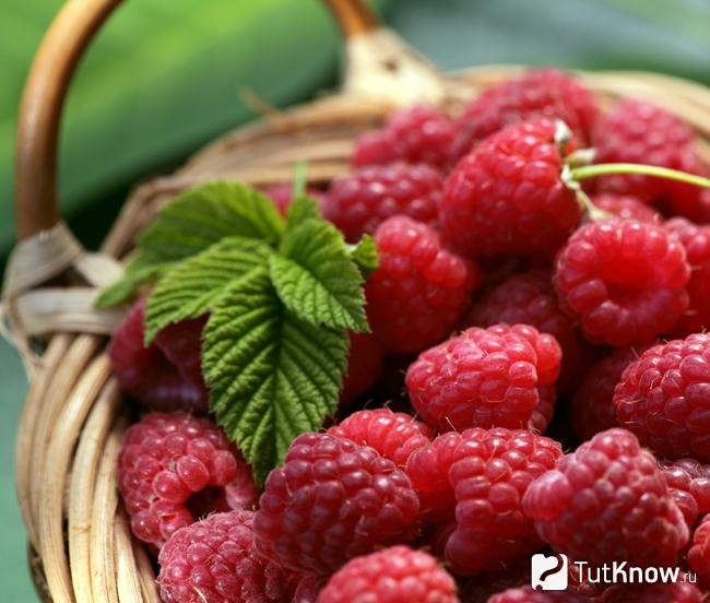 Малина для похудения