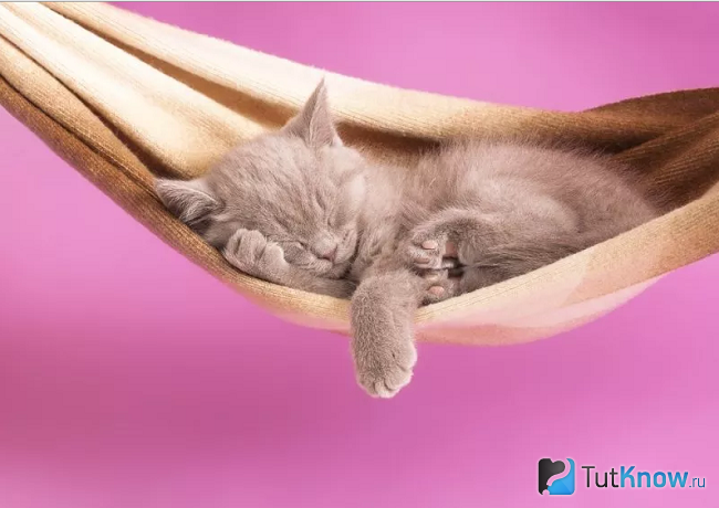 Кошачий гамак