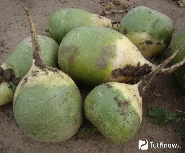Китайская редька