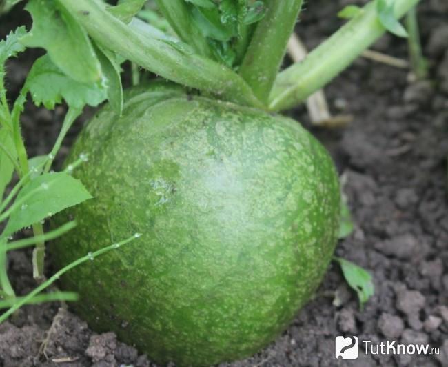 Маргеланская редька на грядке