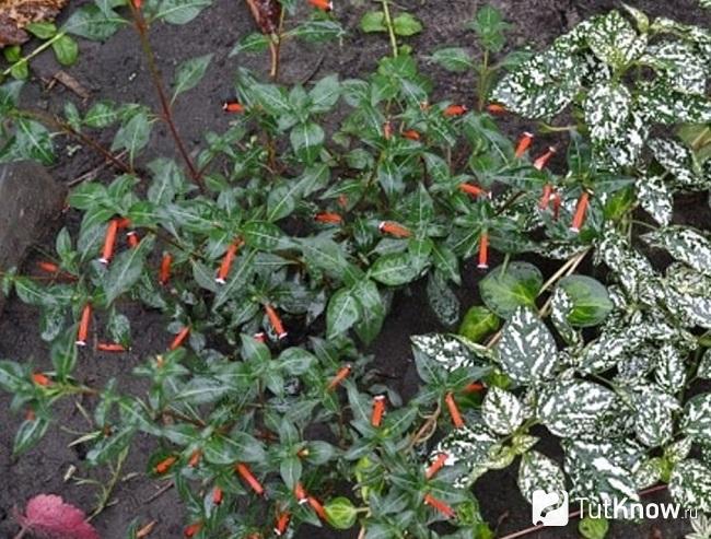 Листья куфеи
