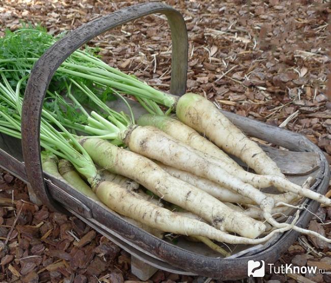 Овощ белая морковь