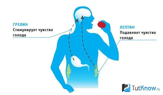 Схематическое объяснение того, что такое грелин