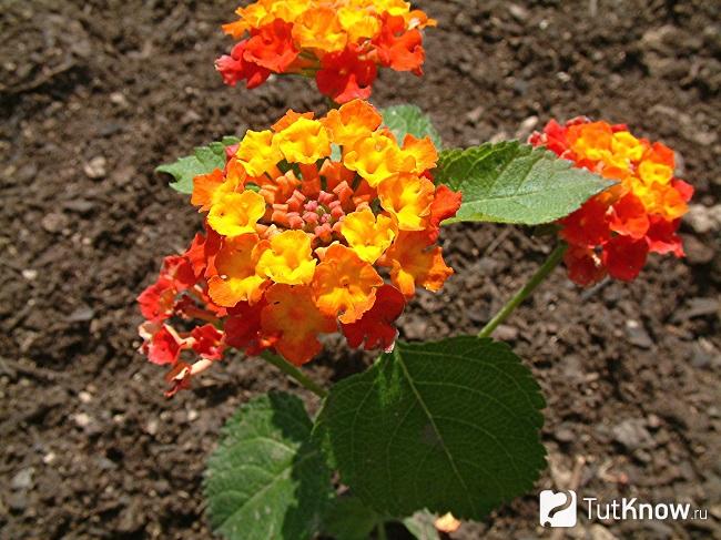 Цветки лантаны крупным планом