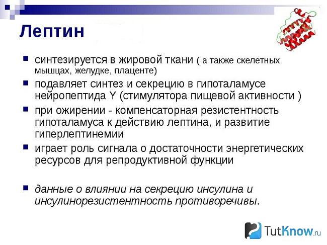 Перечень участков синтеза лептина