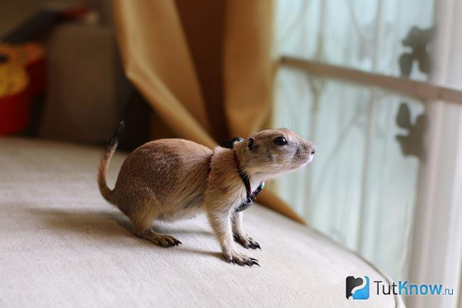 prairie dog