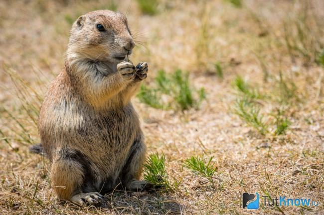 prairie dog сидит на задних лапах и кушает