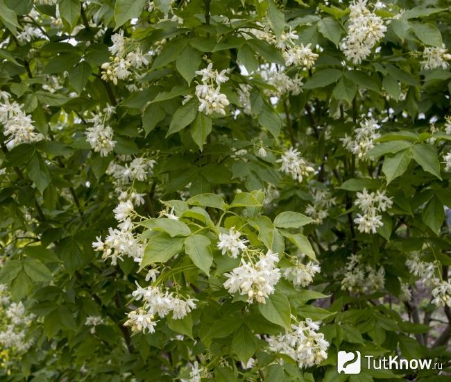 Кустарник клекачки колхидской