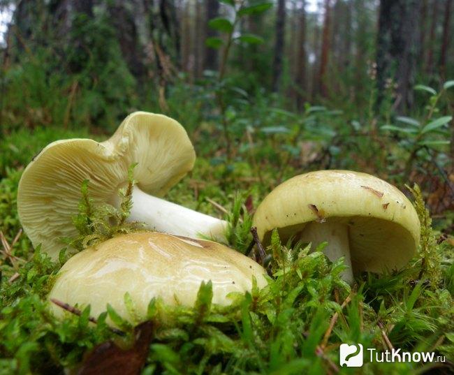 Грибы зеленушки