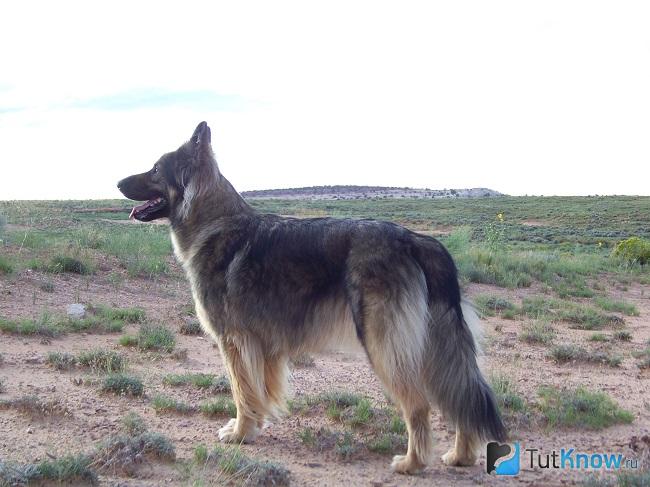 Американский эльзасец вид сбоку
