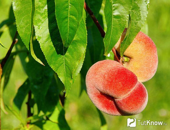 Инжирный персик как гость из Китая
