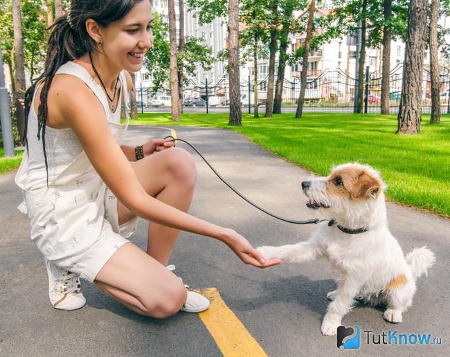 Общение с питомцами как метод лечения синдрома Котара