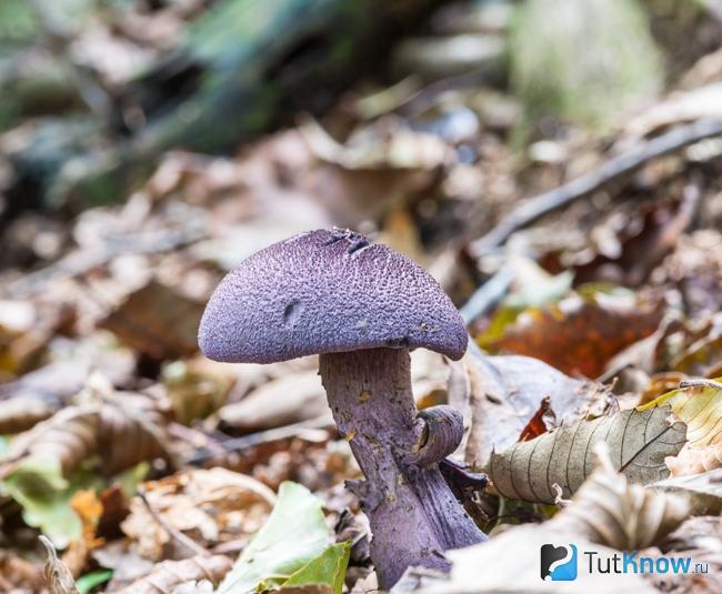 Как выглядит паутинник фиолетовый
