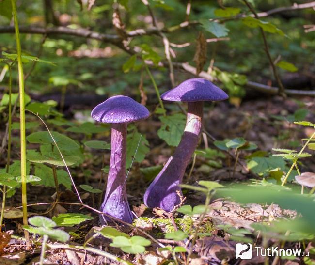 Грибы паутинники фиолетовые