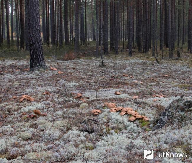 Грибы козляки в лесу