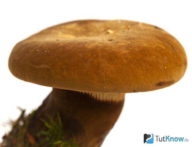 Свинушка толстая как диетический продукт