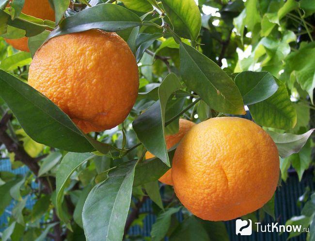 Чинотто как целебный плод