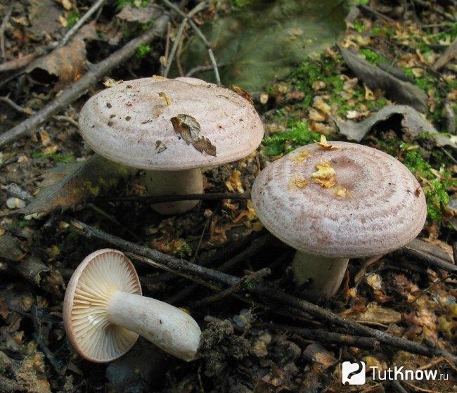 Как выглядят серушки