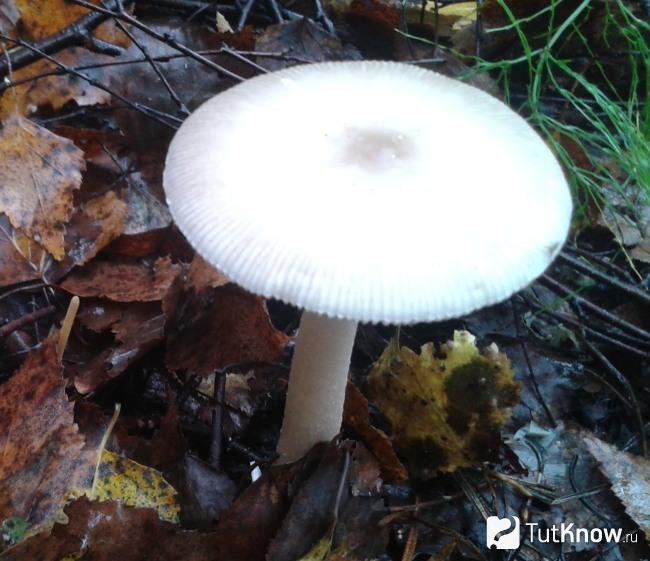 Как выглядит поплавок белый