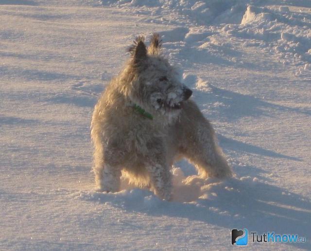 Арденнский Бувье на снегу