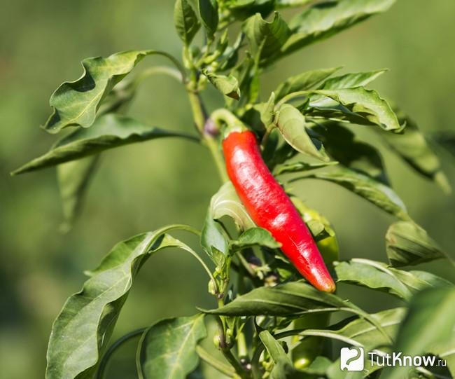Как растет Capsicum annuum