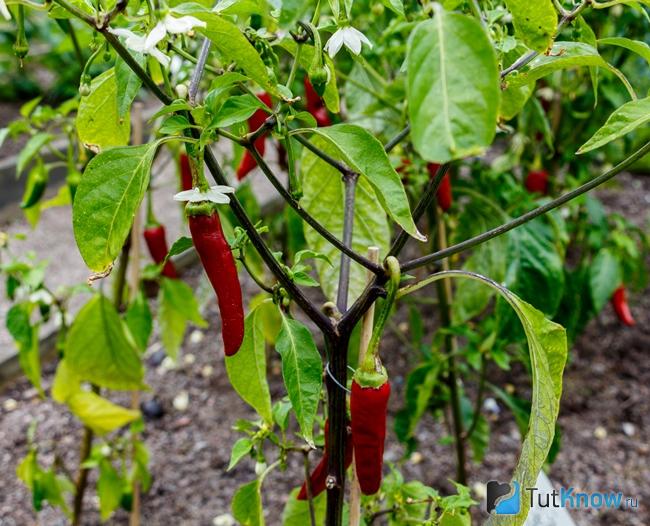 Как растет Capsicum frutescens