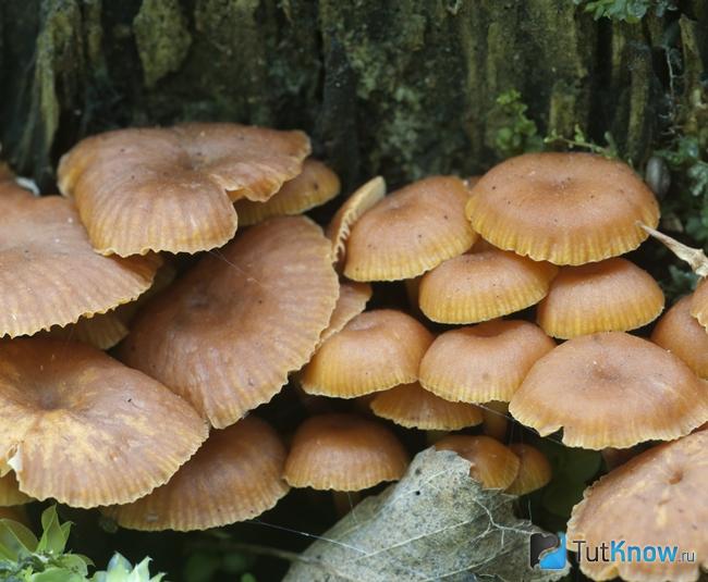 Фламмулина бархатистоножковая