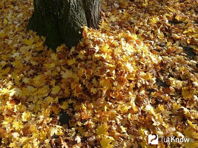 Опавшая листва под деревом