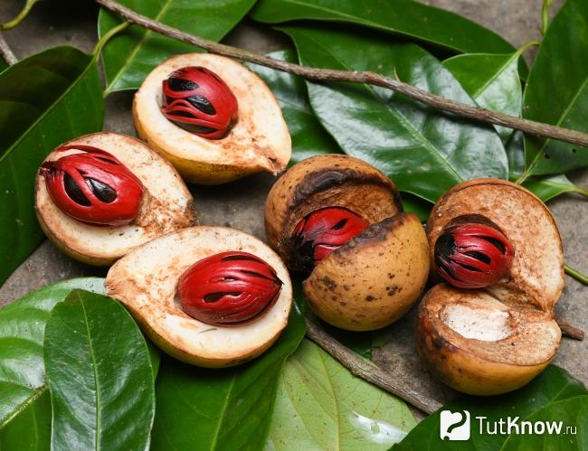 Мускатный орех как пряность древнего мира