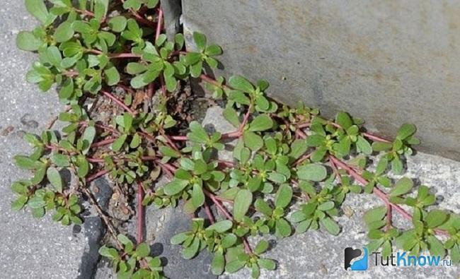 Портулак растёт у стены