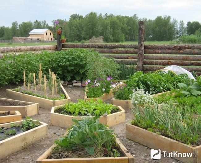 Огород в французском стиле
