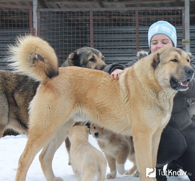 Армянский гампр со щенками