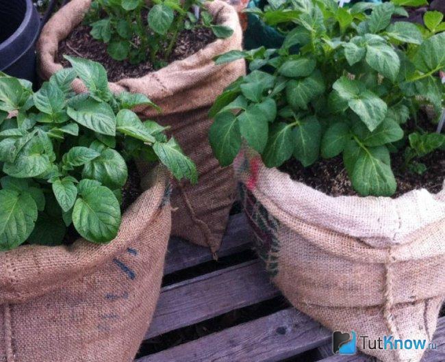 Вертикальная грядка из мешка