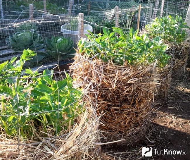 Вертикальные грядки из строительной сетки