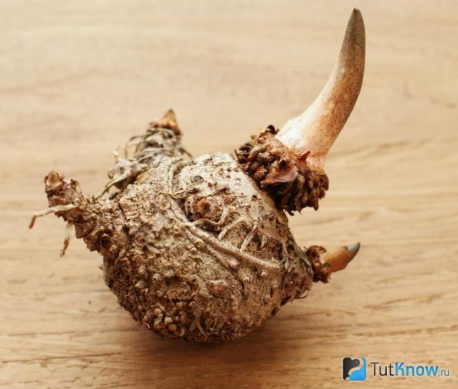 Корень аморфофаллуса коньяк