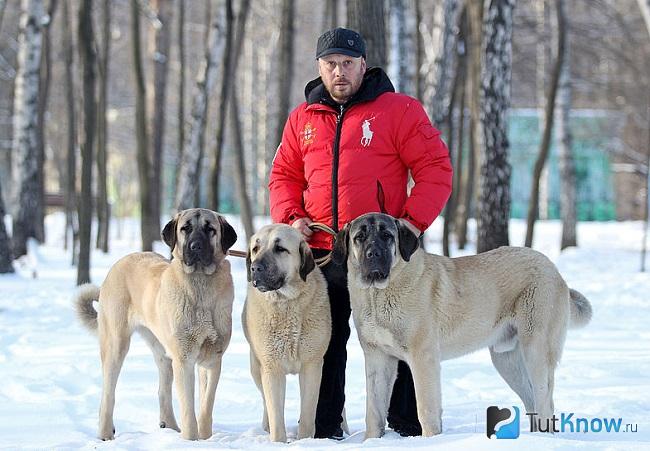 Анатолийские овчарки с хозяином на прогулке