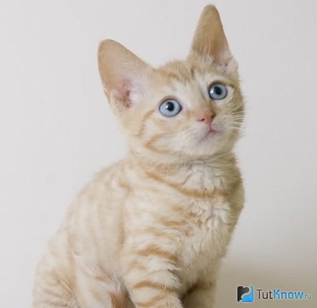 Маленький котёнок немецкого рекса