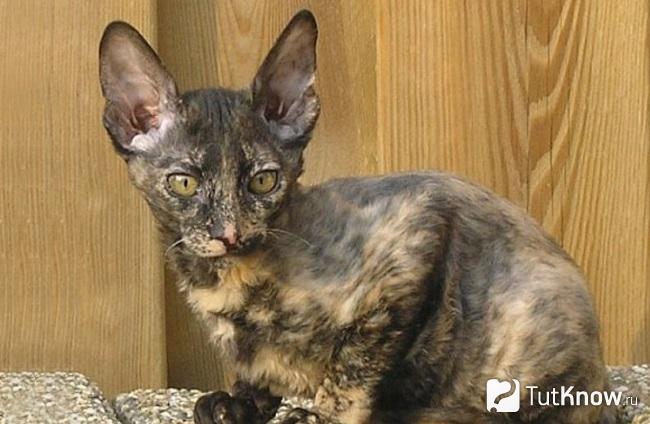 Мордочка кота орегон рекса